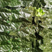 immagine-3-brixo-siepe-sintetica-artificiale-evergreen-resistente-ai-raggi-uv-3x1mt-brixo-ean-8015234214682